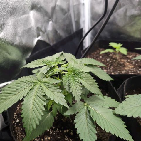 Isa growlog timeline photo
