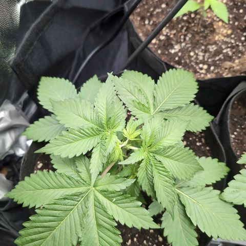 Isa growlog timeline photo