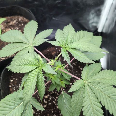 Isa growlog timeline photo