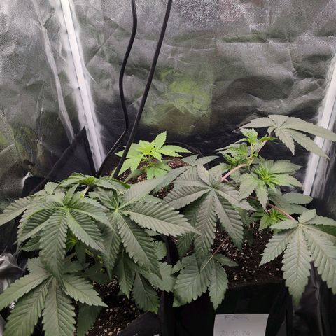 Isa growlog timeline photo