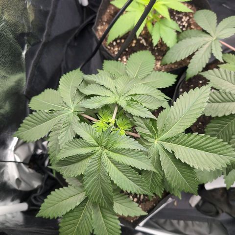 Isa growlog timeline photo