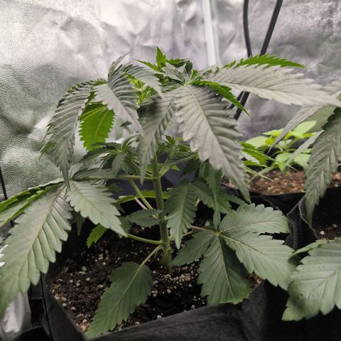 Isa growlog timeline photo
