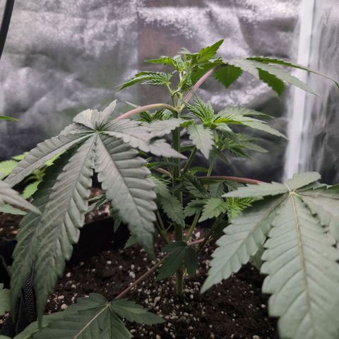 Isa growlog timeline photo