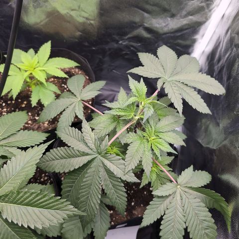 Isa growlog timeline photo