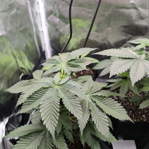 Isa growlog timeline photo