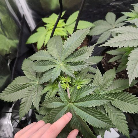 Isa growlog timeline photo