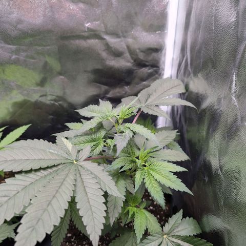 Isa growlog timeline photo