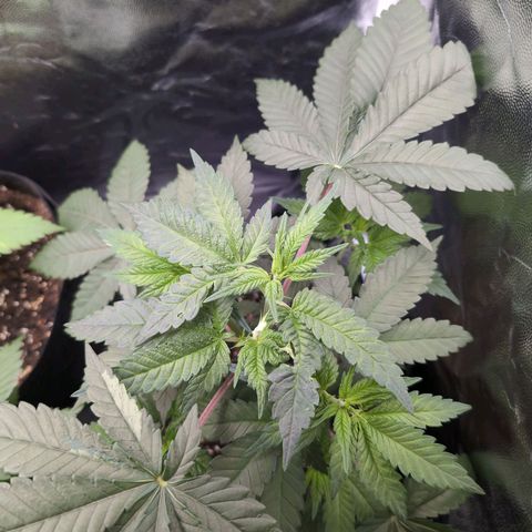 Isa growlog timeline photo