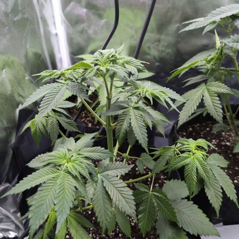 Isa growlog timeline photo