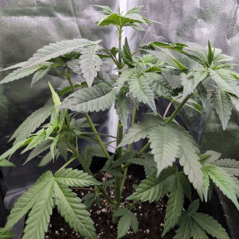 Isa growlog timeline photo