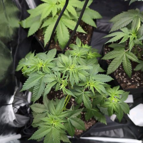 Isa growlog timeline photo