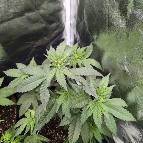 Isa growlog timeline photo