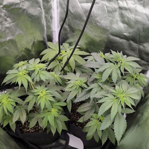 Isa growlog timeline photo