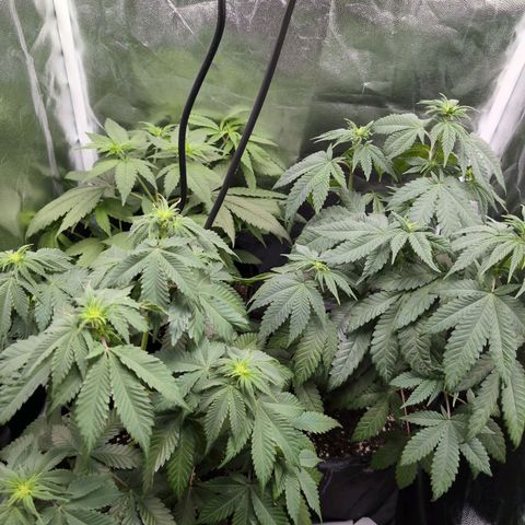 Isa growlog timeline photo