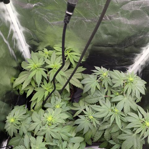 Isa growlog timeline photo