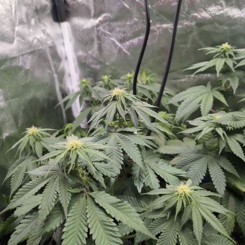 Isa growlog timeline photo