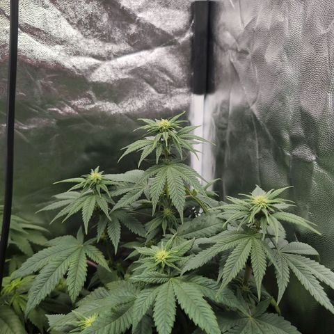 Isa growlog timeline photo