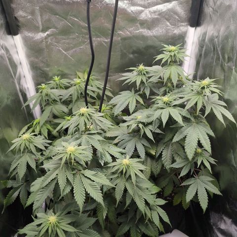 Isa growlog timeline photo