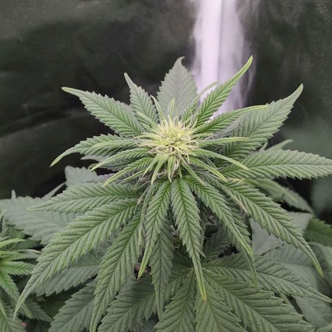 Isa growlog timeline photo