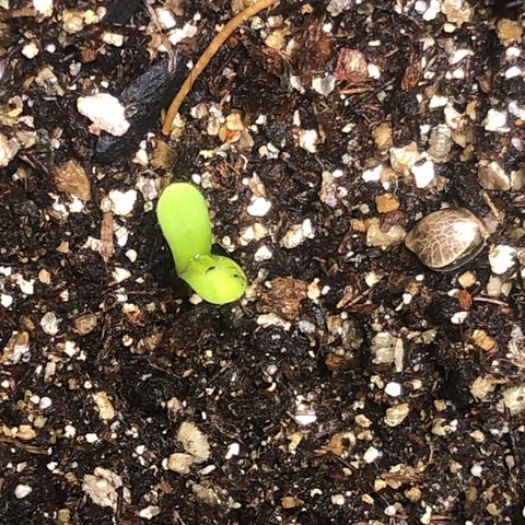 Og kush auto  growlog timeline photo