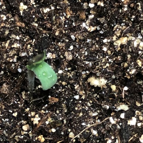 Og kush auto  growlog timeline photo