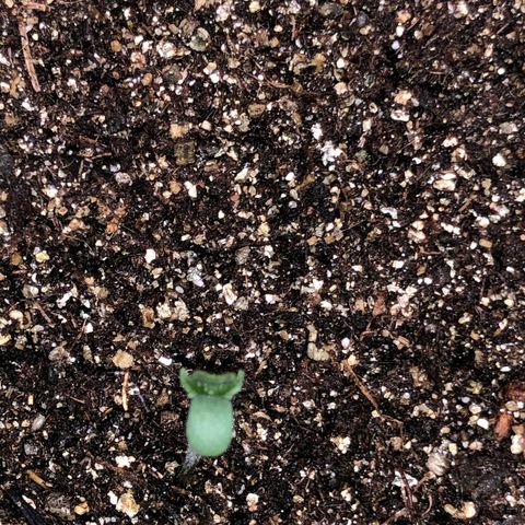 Og kush auto  growlog timeline photo