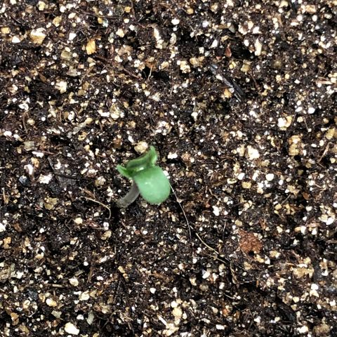 Og kush auto  growlog timeline photo