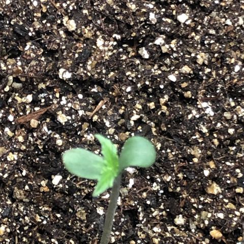 Og kush auto  growlog timeline photo