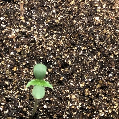 Og kush auto  growlog timeline photo