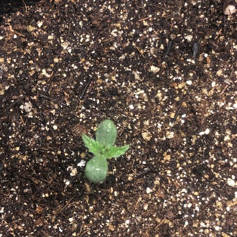Og kush auto  growlog timeline photo