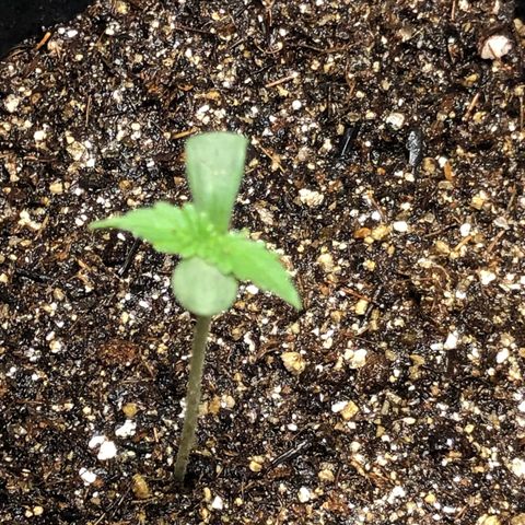 Og kush auto  growlog timeline photo