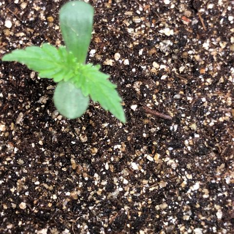 Og kush auto  growlog timeline photo