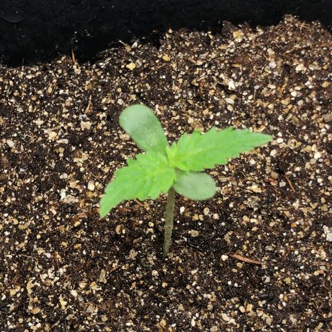 Og kush auto  growlog timeline photo