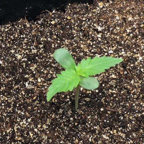 Og kush auto  growlog timeline photo