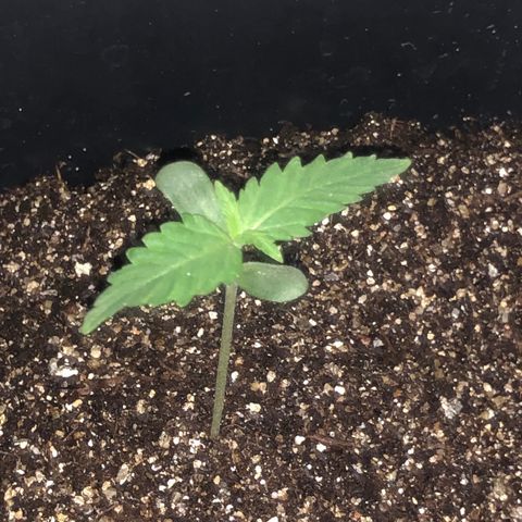 Og kush auto  growlog timeline photo