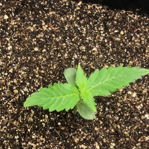 Og kush auto  growlog timeline photo