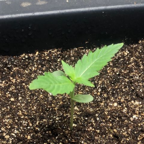 Og kush auto  growlog timeline photo