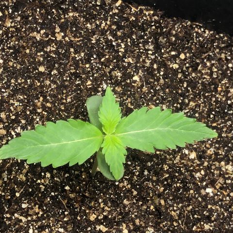 Og kush auto  growlog timeline photo