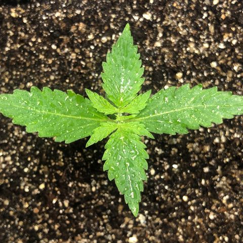 Og kush auto  growlog photo: Primeira rega com fertilizante