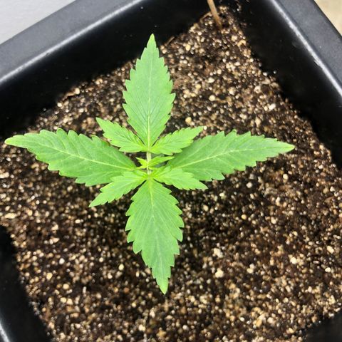 Og kush auto  growlog timeline photo