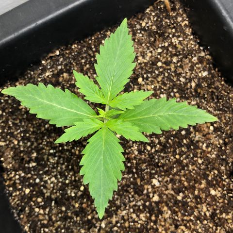 Og kush auto  growlog timeline photo