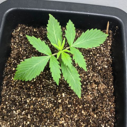 Og kush auto  growlog timeline photo