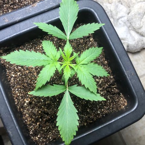 Og kush auto  growlog timeline photo