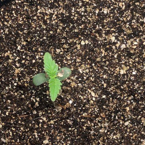 Purple Haze Automática  growlog timeline photo