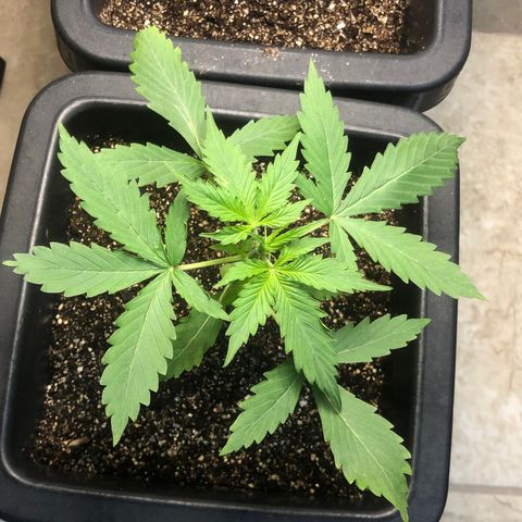 Og kush auto  growlog timeline photo