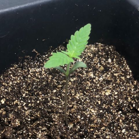 Purple Haze Automática  growlog timeline photo