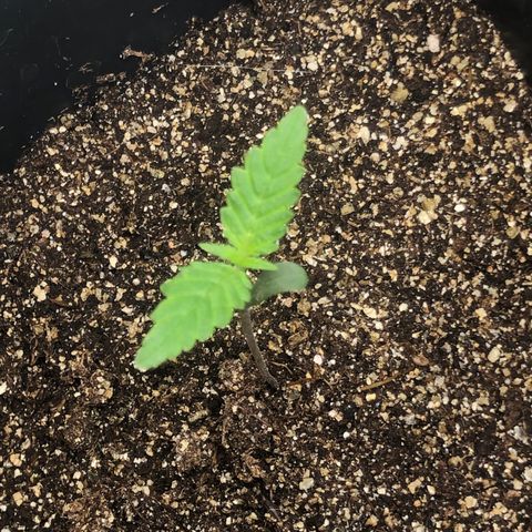 Purple Haze Automática  growlog timeline photo