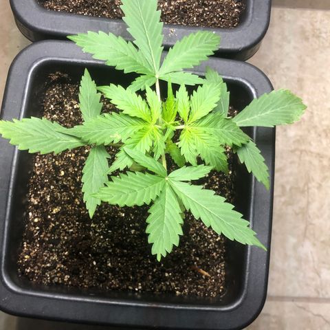 Og kush auto  growlog timeline photo