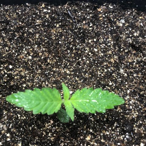 Purple Haze Automática  growlog timeline photo
