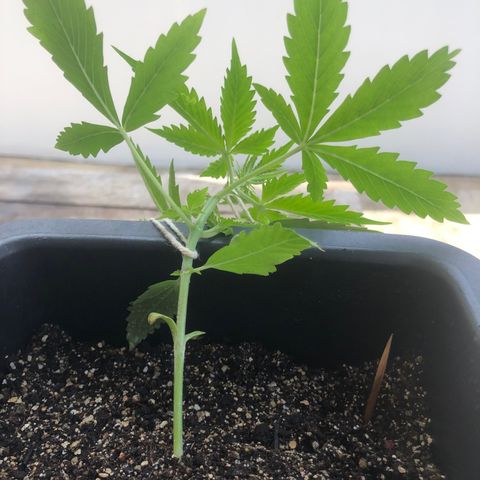 Og kush auto  growlog timeline photo